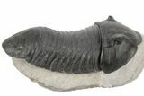 Bargain, Inflated Wenndorfia Trilobite - Composite Head #190160-2